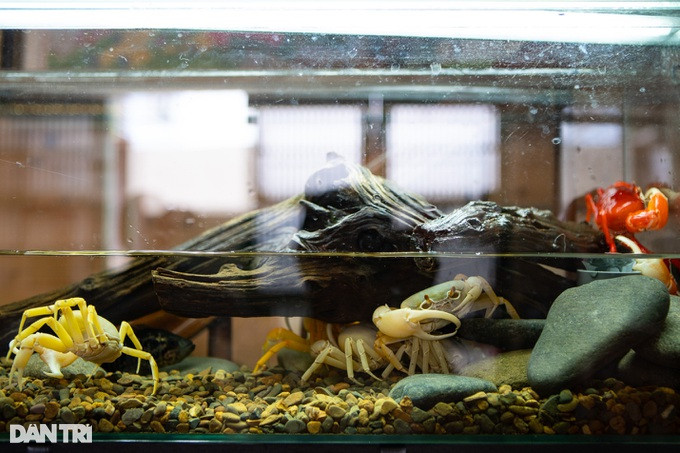 Những con cua đực có một bên càng rất lớn và thường nằm ở bên phải, tuy nhiên vẫn có những trường hợp đột biến khi chiếc càng lớn nằm ở bên trái. Kích thước cơ thể của cua Hainanpotamon bình thường khoảng 3-4cm không bao gồm chân. (Nguồn ảnh: Dân Trí)