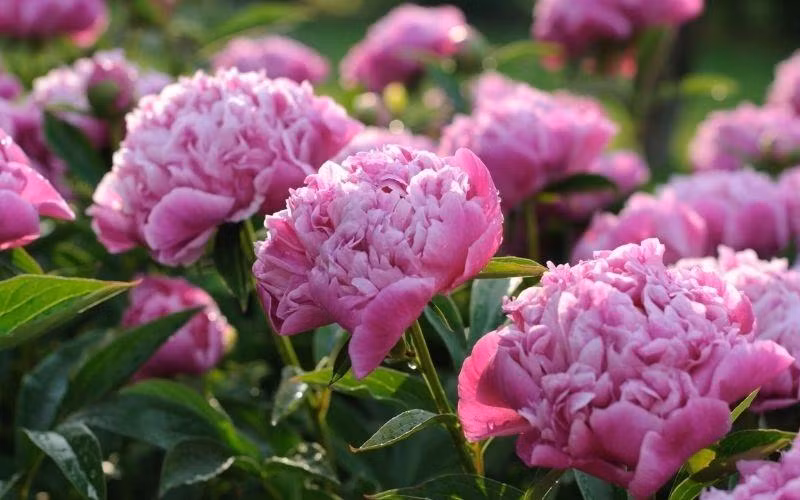 Dat 3 loai hoa nay len ban tho Than Tai don cat khi, vuong tai loc-Hinh-2