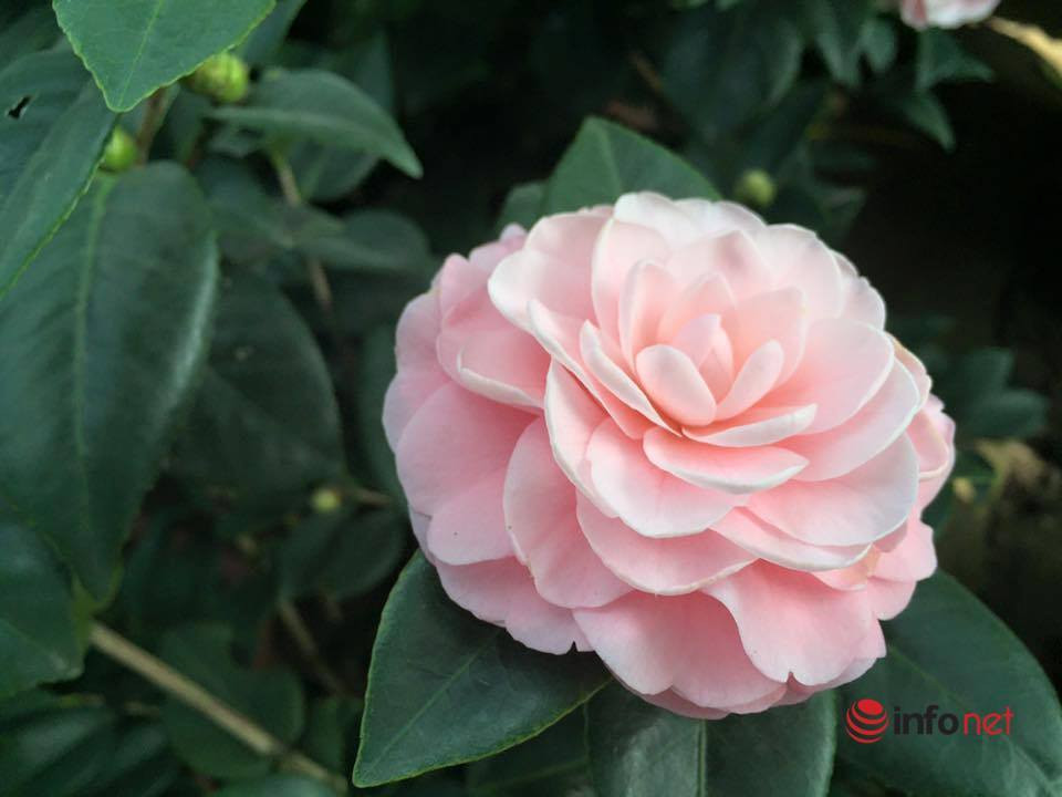 Toi nghen hong khi nghe ban gai dua ra ly do hoan cuoi