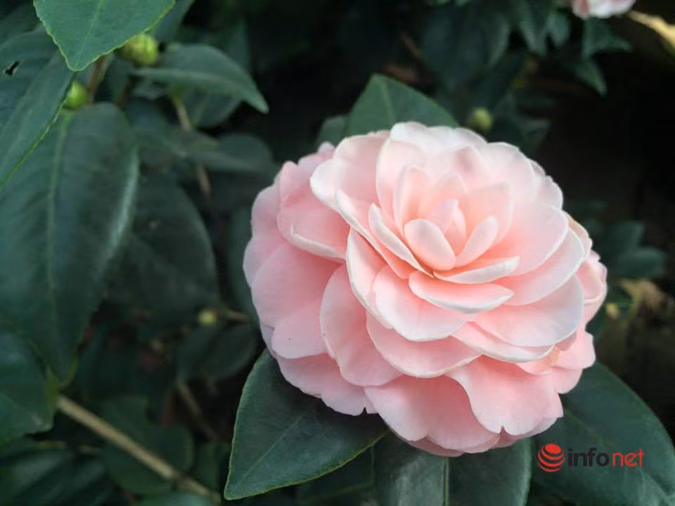 Toi nghen hong khi nghe ban gai dua ra ly do hoan cuoi