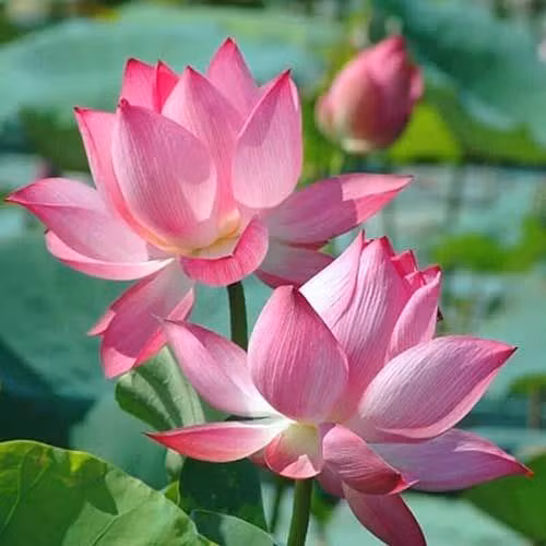 Tháng 5 âm lịch. Những người sinh vào tháng 5 âm là người có sức mạnh tự lập cực cao, cuộc sống nghèo khó có thể kích thích tinh thần chiến đấu của họ. Vì sự lạc quan và đầu óc rất có chí tiến thủ nên họ đều rất được lòng người, từ đó mà gặp được quý nhân.