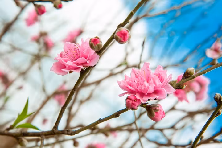 Thời trẻ, những người này nhiều vất vả, thường xuyên phải bôn ba đây đó, tuy vậy họ đã cố gắng rất nhiều để có hậu vận sung túc.