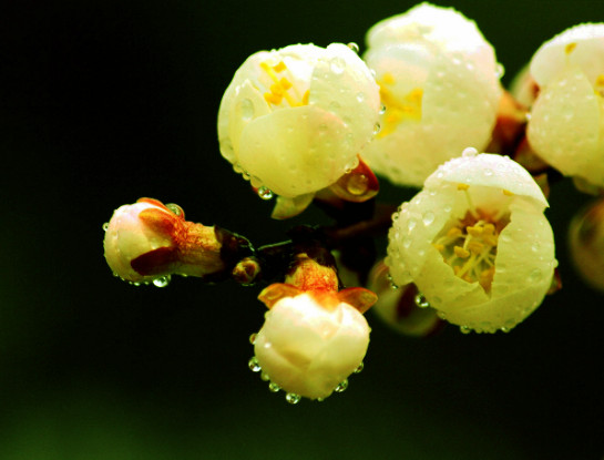 Cuộc sống dù không bao giờ dễ dàng với những người này nhưng họ chưa bao giờ khuất phục, càng khó khăn càng vươn lên mạnh mẽ. Hậu vận họ sẽ nhận được thành quả xứng đáng. Hơn nữa, các thành viên khác trong gia đình của họ cũng gặp nhiều may mắn, tài lộc, cuộc sống hưng vượng. *Thông tin chỉ mang tính chất tham khảo!