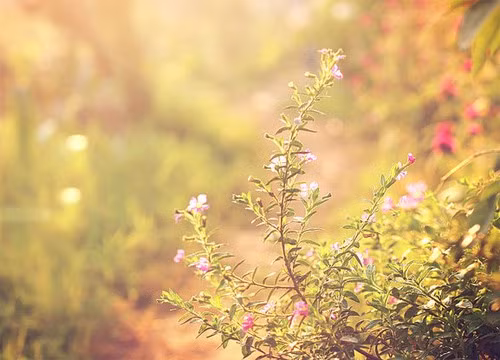 Tháng 9 âm lịch. Người sinh vào tháng 9 âm lịch có năng lực vượt trội, biết nhìn ra trông rộng, luôn cố gắng hết mình để bứt phá. Họ sử dụng năng lực của mình để tạo ra tài sản với mong muốn xây dựng cuộc sống đủ đầy.