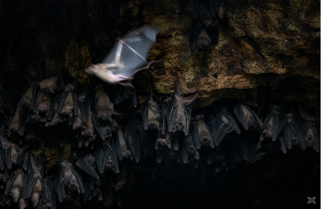 Chi nang 28g, loai vat nho be gay hai cuc ghe gom