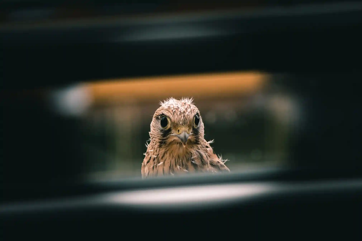 "Làm sao thế, con người?" là bức ảnh của Jozef Kovalik.