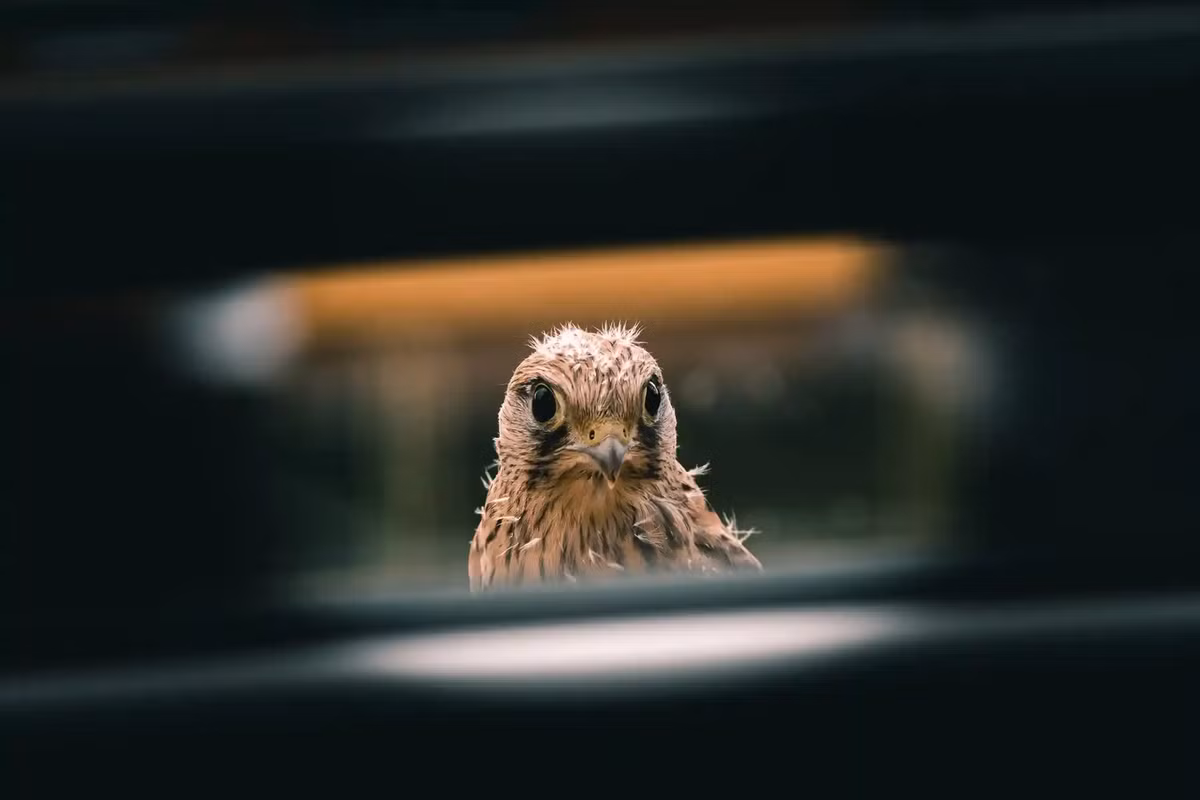 "Làm sao thế, con người?" là bức ảnh của Jozef Kovalik.