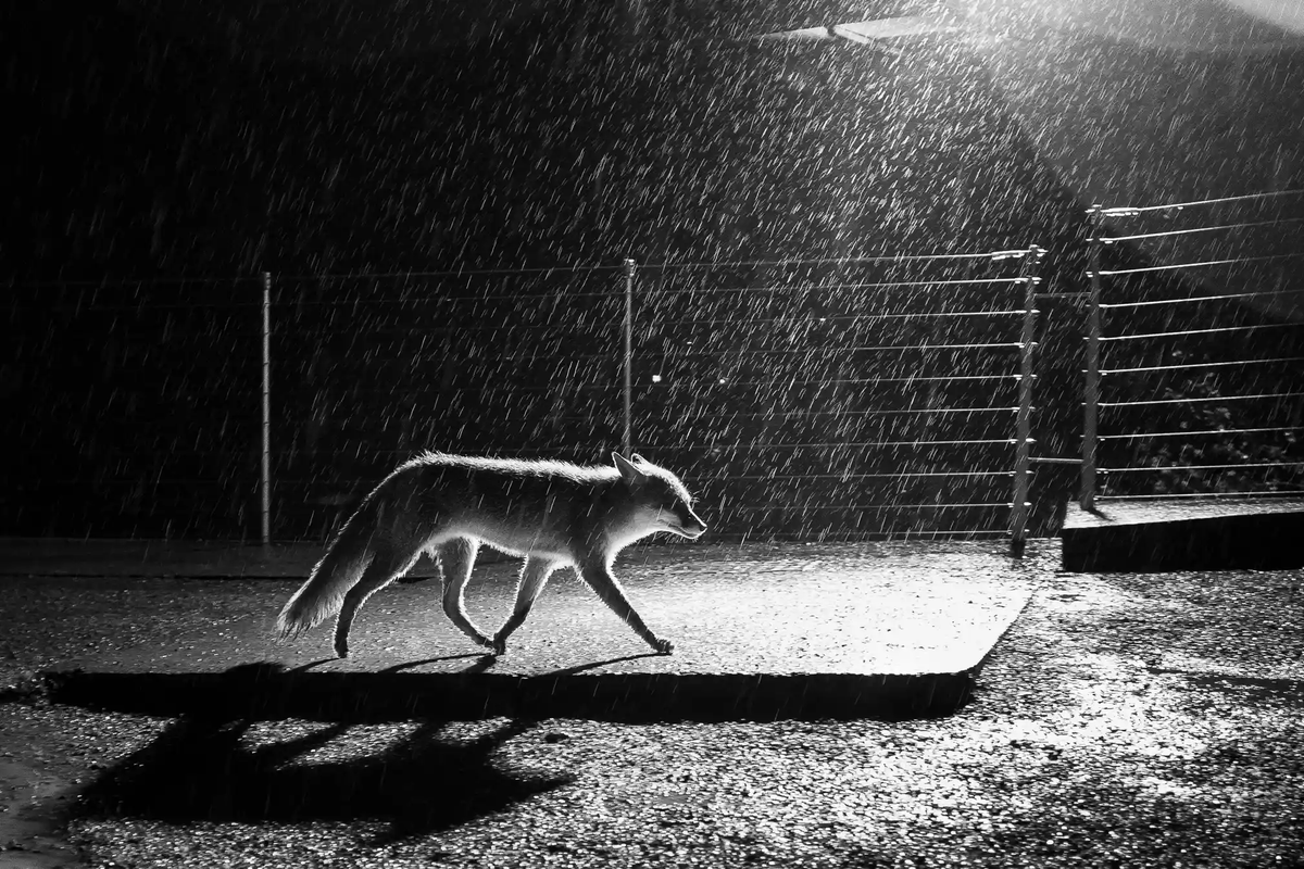 "Người trong cơn bão" là tác phẩm của Luca Eberle. Cô chụp bức ảnh này sau khi kết thúc chuyến tham quan lâu đài ở Slovenia. Luca gặp một con cáo đang tìm nơi trú ẩn trước cơn bão lớn. Nó gặp khó khăn trong việc tìm chỗ trốn. Bộ lông nặng nề vì bị nước ngấm càng khiến bước chân nó chậm chạp hơn.