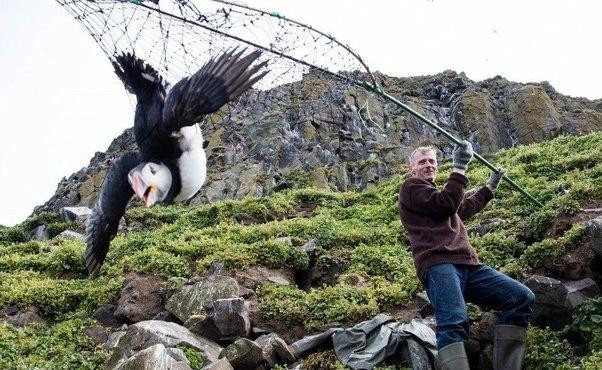 Mon goi tim gay tranh cai o Iceland-Hinh-3