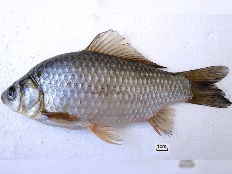 Sinh vat tu tao ban sao xam chiem chau Au, chuyen gia kinh ngac