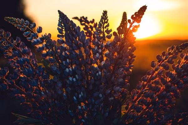 Chao thang 7 voi loi nhan gui giup 12 cung dao tim thay su can bang-Hinh-4