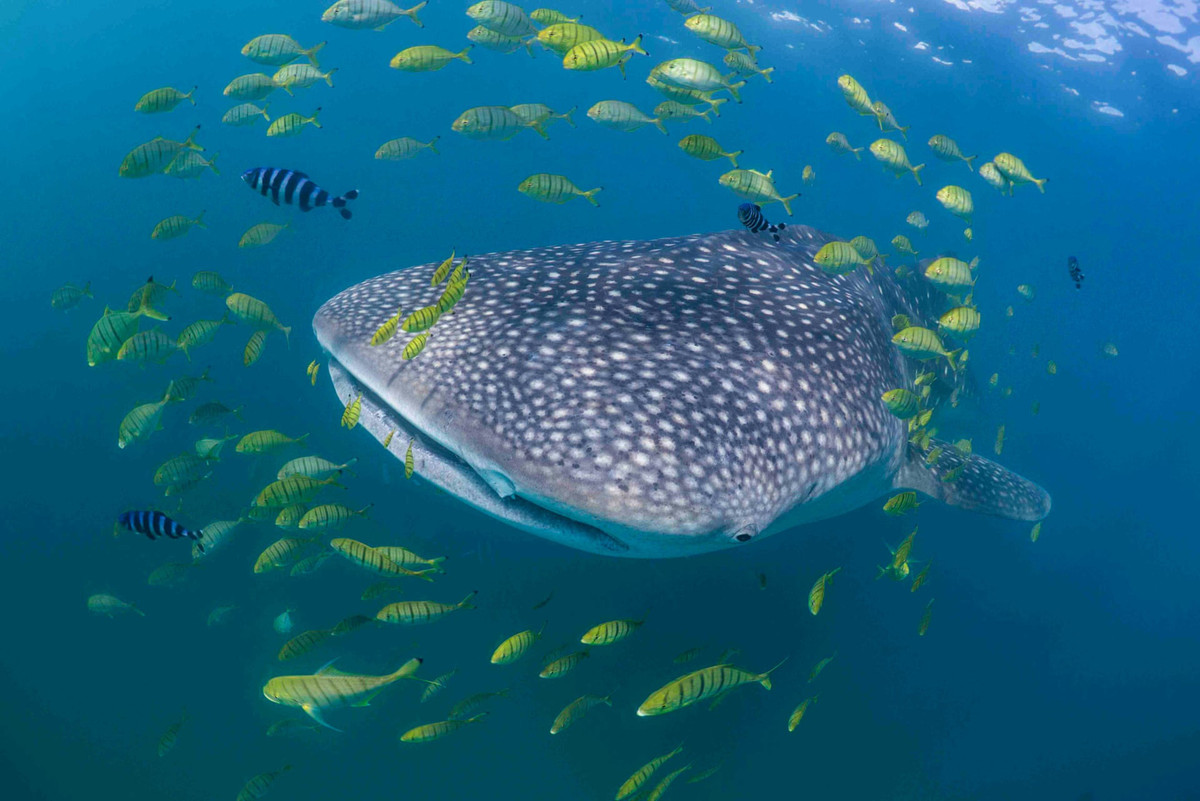 "To nhất" trong các loài cá mập là cá mập voi. Đây cũng là loài cá lớn nhất đại dương. Chúng ăn các sinh vật phù du, lọc thức ăn qua miệng. Loài cá mập này có thể to tới 40 ft. Ảnh: Clare Prebble.