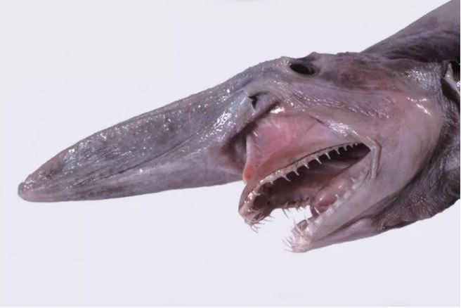 6. Cá mập yêu tinh (Goblin Shark). Loài cá mập quý hiếm chỉ sống dưới đáy biển sâu, được mệnh danh là "hóa thạch sống" vì chủng loài này đã có từ khoảng 125 triệu năm trước. Ảnh: Museum Victoria