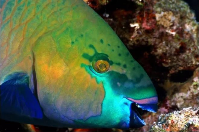 7. Cá vẹt (Parrotfish). Cá vẹt sở hữu màu da sặc sỡ, tuyệt đẹp. Chúng phân bố nhiều trong và xung quanh các rạn san hô nhiệt đới của tất cả các đại dương trên thế giới. Ảnh: AFP