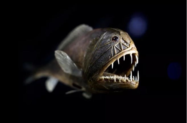 8. Cá răng nanh (Fangtooth Fish). Cá răng nanh có vẻ ngoài thực sự đáng sợ, với những chiếc răng nanh sắc nhọn, nhưng trên thực tế chúng khá ''lành'' và sống dưới đáy đại dương. Ảnh: Getty/AFP