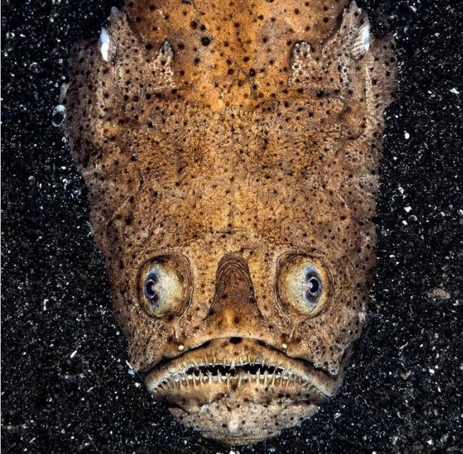 9. Cá chiêm tinh mép trắng (Whitemargin Stargazer). Cá chiêm tinh mép trắng có chứa điện trong cơ thể, cho phép nó bắn ra luồng điện chết chóc lên tới 50 volt. Ảnh: Animalplanet