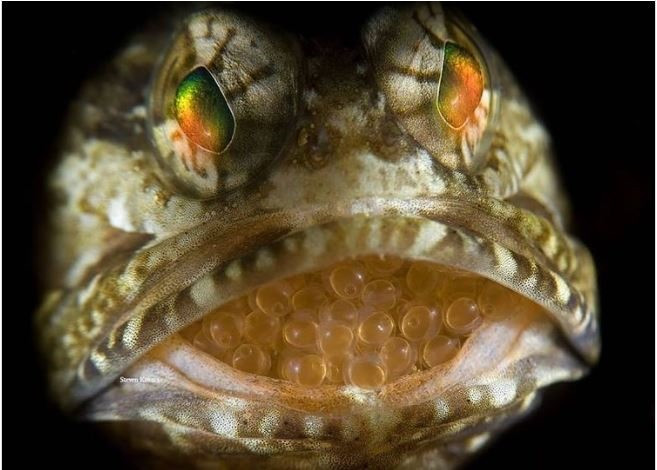 10. Cá Hàm đực (Male Jawfish). Loài cá có nguồn gốc từ vùng biển Caribe này đặc biệt hơn cả vẻ ngoài của nó, vì cá đực đảm nhận nhiệm vụ bảo vệ trứng của nó và ấp trong tối đa 2 tuần. Ảnh: Oceanx