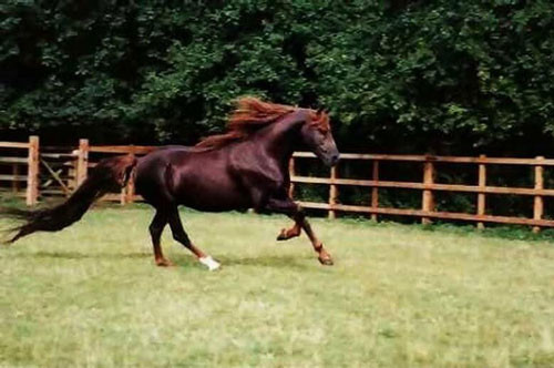 4. Chú ngựa Annihilator (giá: 19 triệu USD).