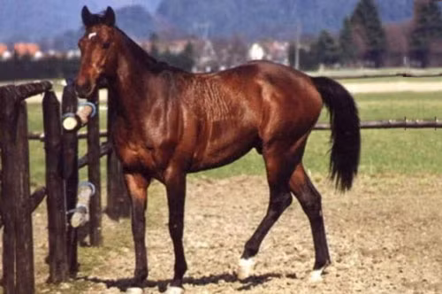 7. Chú ngựa Seattle Dancer (giá: 13,1 triệu USD).