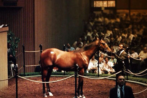 9. Chú ngựa Snaafi Dancer (giá: 10,2 triệu USD).