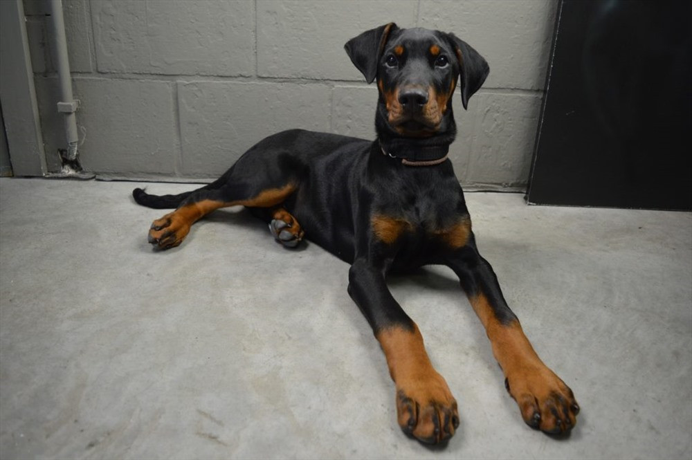 Chó Doberman Pinschers. Loài Doberman Pinschers rất nhạy cảm, và có thể nổi tính khí hung hăng bất cứ khi nào cảm thấy có điều nguy hiểm xảy ra với chủ nhân, gia đình hoặc khi nhận lệnh tấn công người từ chủ nhân hoặc người huấn luyện. Loài này cũng được đánh giá là giống chó thông minh và vâng lời bậc nhất.