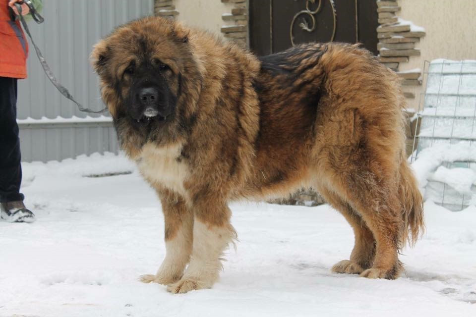 Chó chăn cừu vùng Kavkaz. Chó chăn cừu vùng Kavkaz rất khỏe mạnh, và bản tính đặc biệt hung dữ, nguy hiểm. Bởi vậy nếu không được huấn luyện và nuôi dưỡng đúng cách, chúng sẽ rất hung hăng, mất kiểm soát và sẵn sàng tấn công người lạ mặt bất cứ lúc nào.