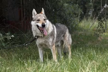 Chó Wolfdog. Wolfdog là sự lai tạo của chó nhà thuần chủng và chó sói hoang dã. Những con thú này có bản năng bảo vệ và có thể rất hoang dã với những hành vi không thể lường trước.