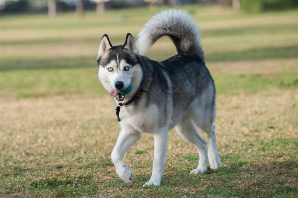 Chó Husky. Tuy những chú Husky sau khi đã được thuần dưỡng có tính cách khá hiền lành, nhưng đây không phải loài chó dễ huấn luyện. Những con Husky sống hoang dã trong tự nhiên có tính cách hung dữ hơn và gần giống với loài sói. Có một trường hợp người dân báo cáo bị Husky tấn công.