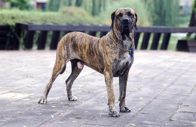 Chó Fila Brasileiro. Chó ngao Brazil (Fila Brasileiro) phản ứng rất tiêu cực với người lạ, ngay cả những con đã được hòa đồng từ rất sớm. Chúng có bản năng bảo vệ tất cả những gì thuộc về gia đình chúng.