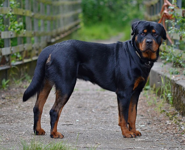 Chó Rottweiler. Rottweiler là một giống chó khiến nhiều người khiếp sợ. Đây là một giống chó dữ, gần như một nửa các ca tử vong do chó tấn công ở Mỹ là do loài chó này gây ra.