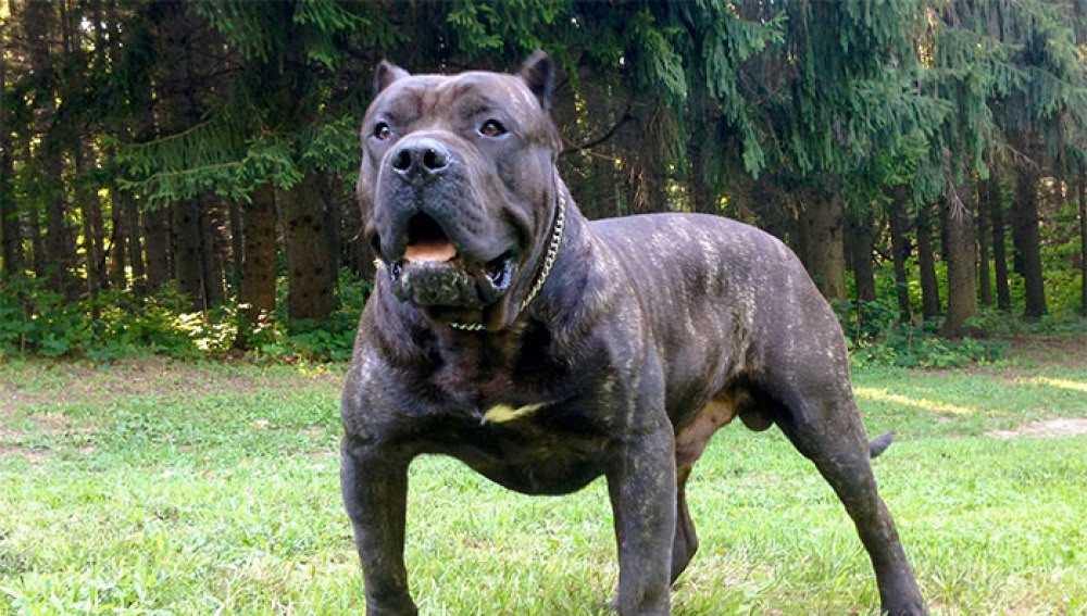 Chó Perro de Presa Canario. Presa canario (Perro de Presa Canario) có tổ tiên là giống chó hoang sinh sống trên đảo Canary, chúng có thân hình to lớn, ban đầu chúng được nuôi để chăn thả súc vật. Presa là một loài chó chọi, chó chiến, chính vì thế bản năng chiến đấu của nó rất cao. Nếu trong một cuộc chiến không cân sức, có thể chưa đầy 5 phút nó đã kết liễu đối thủ.