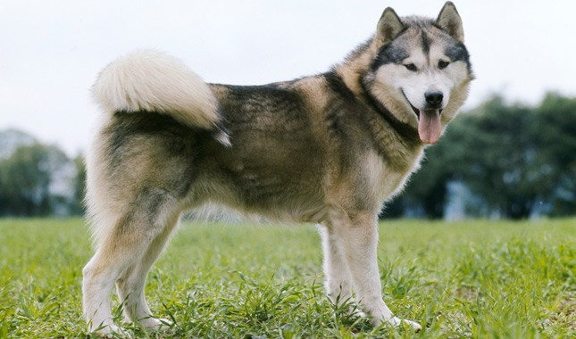 Chó Alaskan Malamute. Alaskan Malamute là giống chó thông minh và luôn có khuynh hướng sẵn sàng bảo vệ bầy đàn của mình hoặc bảo vệ chủ nhân khi có kẻ muốn tấn công hay xâm phạm. Tuy nhiên, giống chó này đòi hỏi được tập luyện thường xuyên nếu không chúng sẽ nổi loạn và phá hoại.