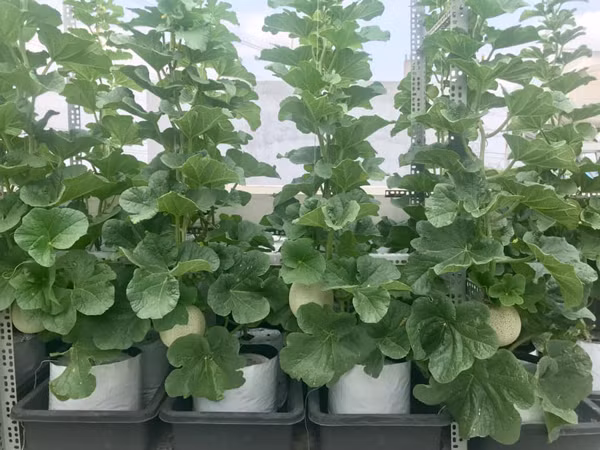 Bo ra 4 trieu dong, vo chong tre thu ve vuon dua triu qua-Hinh-6