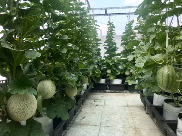 Bo ra 4 trieu dong, vo chong tre thu ve vuon dua triu qua-Hinh-3