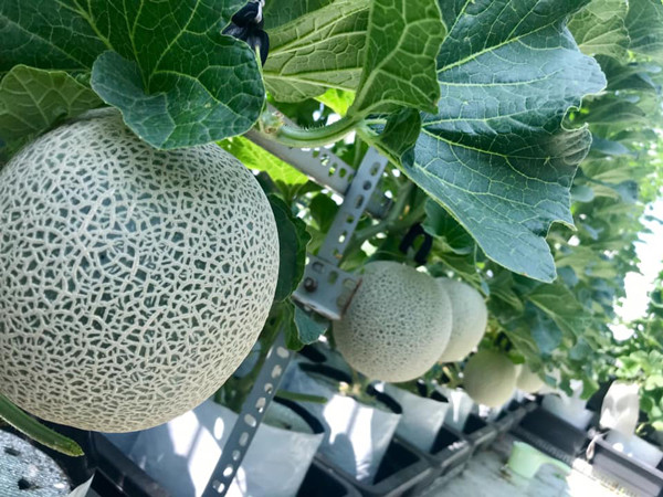 Bo ra 4 trieu dong, vo chong tre thu ve vuon dua triu qua-Hinh-4