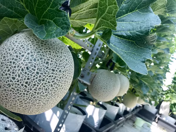 Bo ra 4 trieu dong, vo chong tre thu ve vuon dua triu qua-Hinh-4