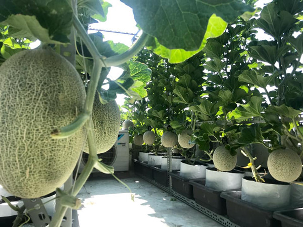 Bo ra 4 trieu dong, vo chong tre thu ve vuon dua triu qua-Hinh-7