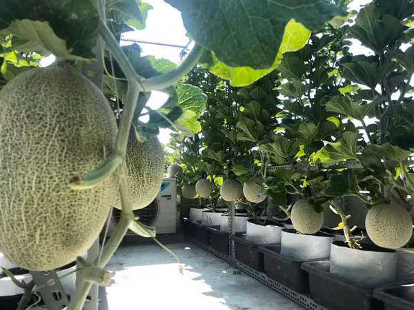 Bo ra 4 trieu dong, vo chong tre thu ve vuon dua triu qua-Hinh-7