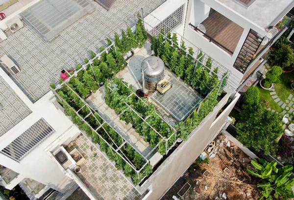 Bo ra 4 trieu dong, vo chong tre thu ve vuon dua triu qua-Hinh-2