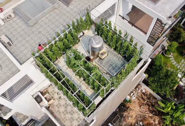 Bo ra 4 trieu dong, vo chong tre thu ve vuon dua triu qua-Hinh-2