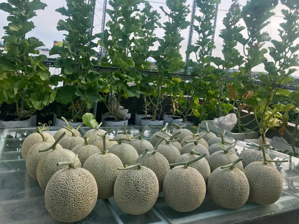 Bỏ ra 4 triệu đồng, vợ chồng trẻ thu về vườn dưa trĩu quả Bo ra 4 trieu dong, vo chong tre thu ve vuon dua triu qua