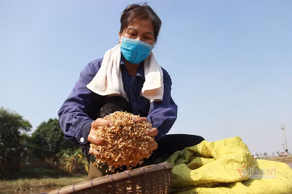 Doi quan 'giai cuu' ruong trong khu phong toa tam dich Chi Linh ngay giap Tet