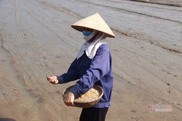 Doi quan 'giai cuu' ruong trong khu phong toa tam dich Chi Linh ngay giap Tet-Hinh-2