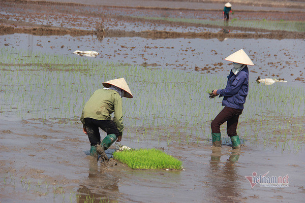 Doi quan 'giai cuu' ruong trong khu phong toa tam dich Chi Linh ngay giap Tet-Hinh-5