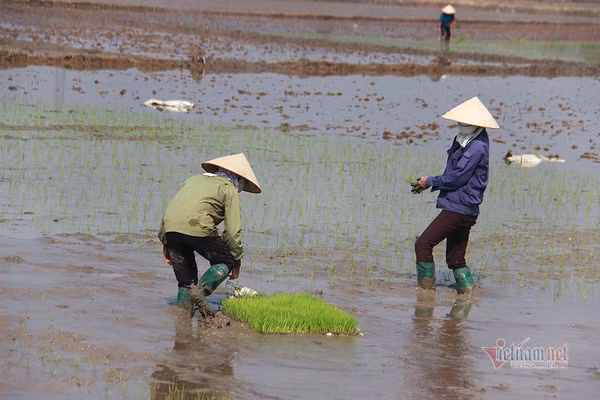 Doi quan 'giai cuu' ruong trong khu phong toa tam dich Chi Linh ngay giap Tet-Hinh-5