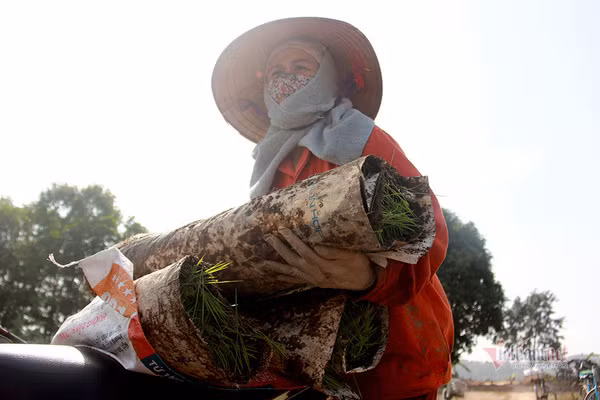 Doi quan 'giai cuu' ruong trong khu phong toa tam dich Chi Linh ngay giap Tet-Hinh-6