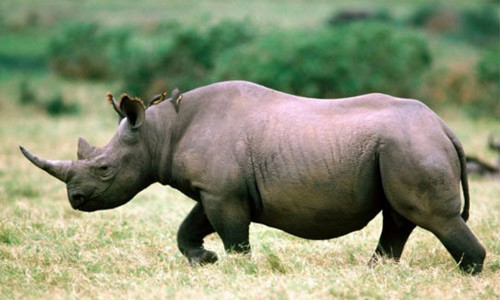 Sừng tê giác không có tác dụng chữa bệnh thần kỳ như nhiều người vẫn tưởng.