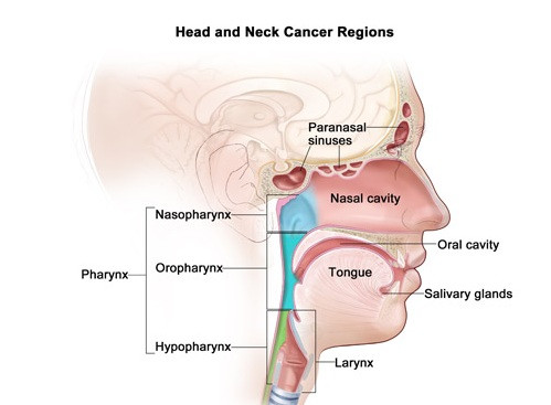 Ung thư đầu và cổ là thuật ngữ dùng cho một loạt các khối u ác tính phát triển trong khu vực này của cơ thể bao gồm miệng, cổ họng, xoang và thanh quản (hộp thoại).