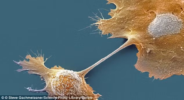 Các chuyên gia tại Đại học Cambridge nói rằng họ đã tạo ra loại thuốc có thể chữa khỏi bệnh (ảnh) chỉ trong một tuần. Họ nghĩ rằng nó cũng có khả năng chữa bệnh ung thư khác, chẳng hạn như ung thư phổi và buồng trứng.