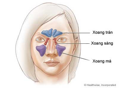 Bên cạnh mũi, trong xương của khuôn mặt gọi là xoang (xoang cạnh mũi). Ung thư có thể phát triển trong lớp lót của các khu vực này.